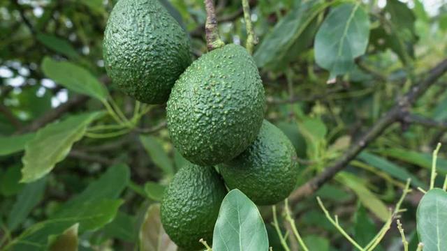 Aguacates Hass creciendo en el árbol