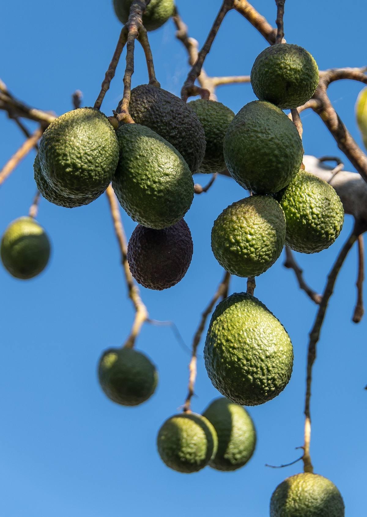 Plantación de aguacate Hass en Colombia